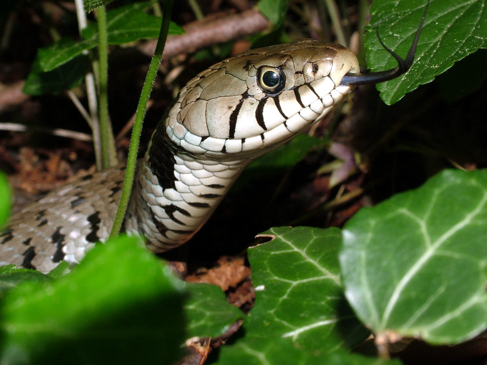 Natrix natrix sul Lago di Como